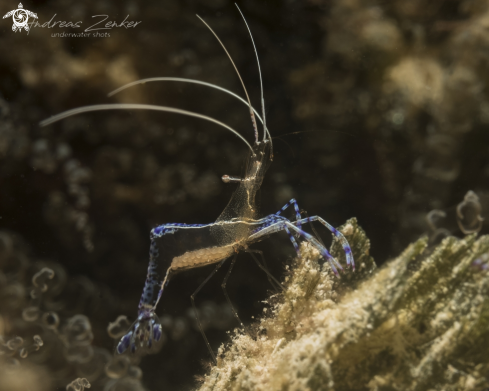 A Pederson`s cleaner shrimp