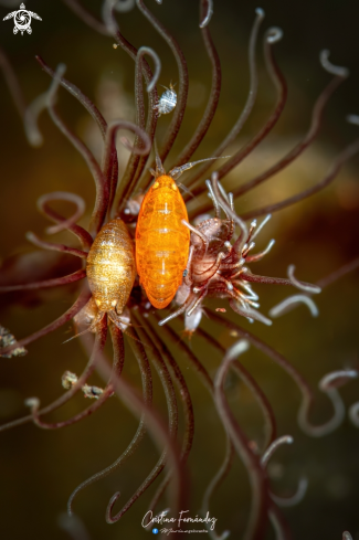 A  Amphypods  | Lady bugs