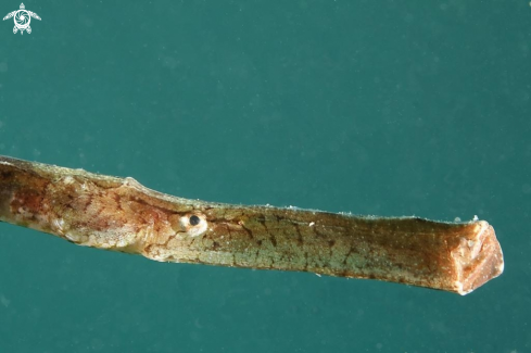 A Syngnathus thyphle | Pesce ago cavallino