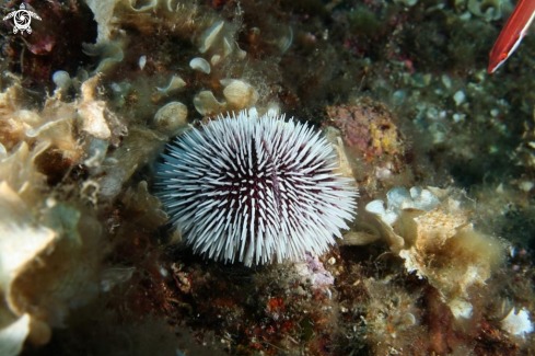 A Sphaerechinus granularis | Riccio-Sea urchin