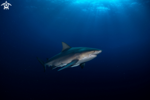 A Carcharhinus leucas | bull shark