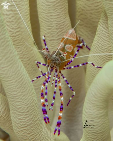 A Yucatan Cleaner Shrimp