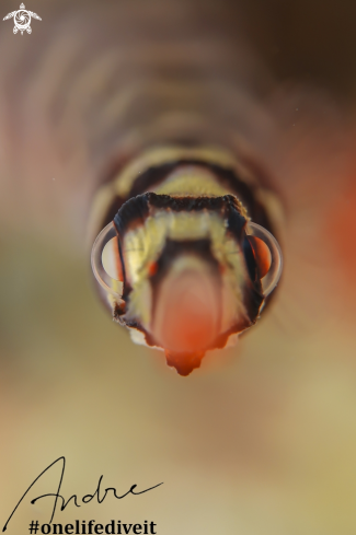 A Dunckerocampus dactyliophorus  | banded pipefish