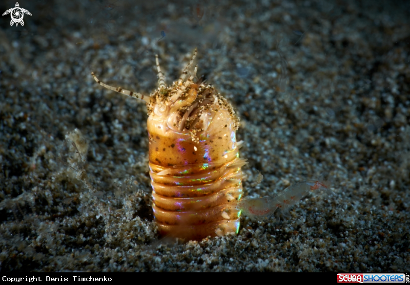 Bobbit worm 