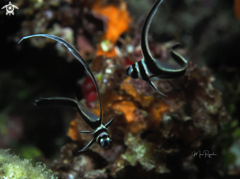 A Equetus punctatus | Spotted Drumfish
