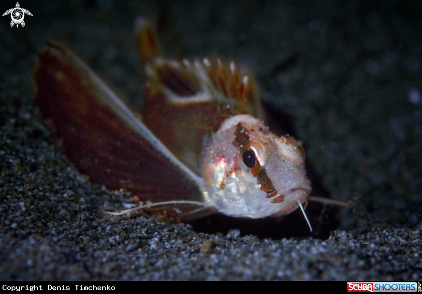 Longfin Waspfish