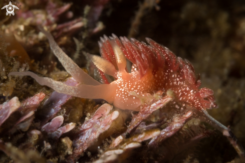 A Samla Telja nudibranch | Pink Telja nudibranch