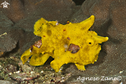 A Antennarius picta | Frogfish