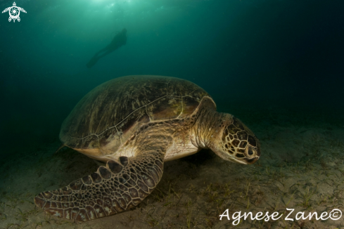 A Chelonia mydas | Turtle