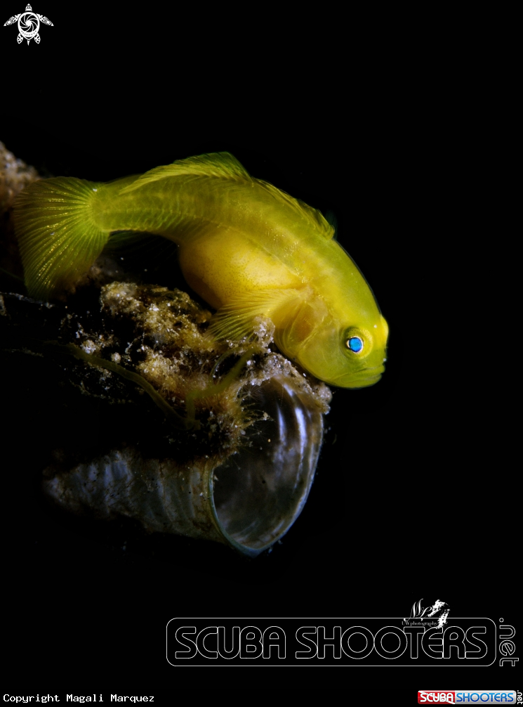 Pregnant yellow Gobyfish 
