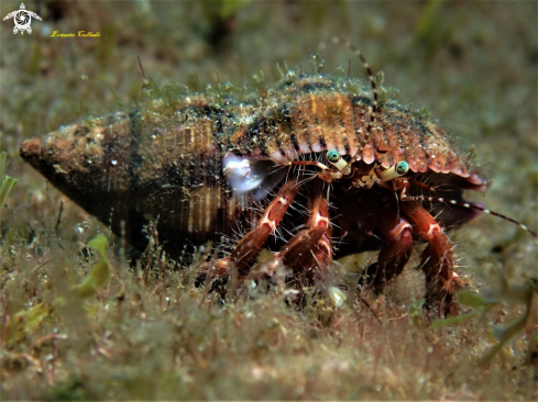 A Striped hermit crab | Cangrejo ermitaño