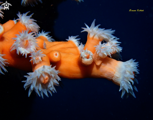 A Astroides calycularis | Coral naranja
