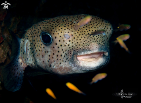 A Black-Spotted Porcupine Fish