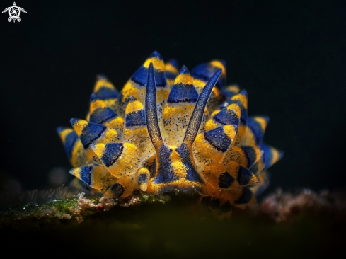 A Costasiella sp. | Sea Slug