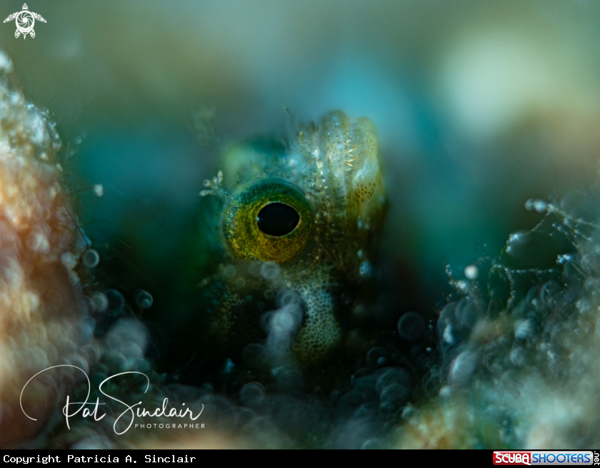 the blenny and the blues 