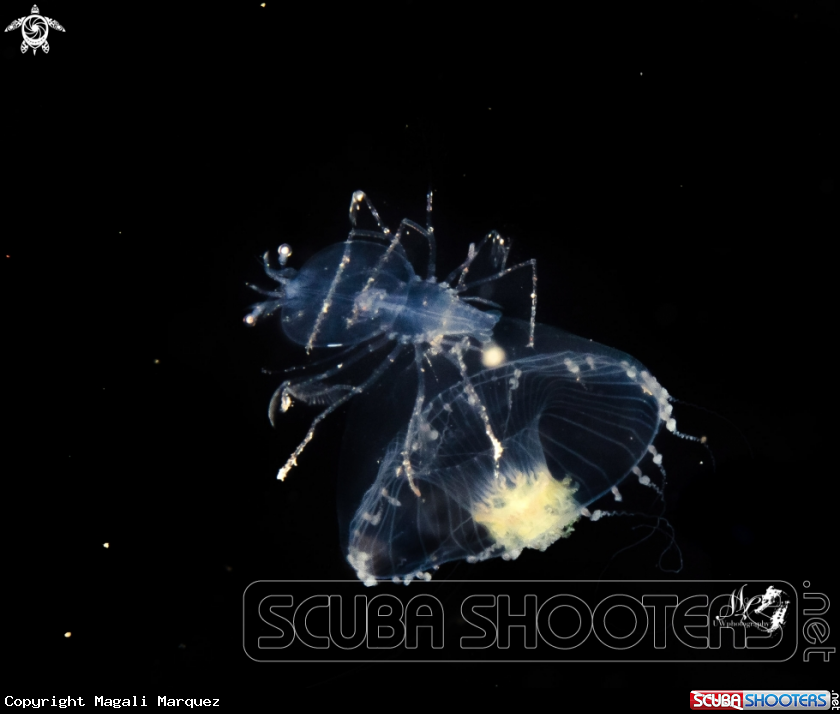 Larval Spiny lobster  riding a jellyfish 