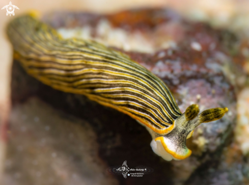 A Dermatobranchus sp. 9 | Sea Slug (25 mm)