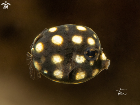 A Lactophrys triqueter | Smooth Trunkfish