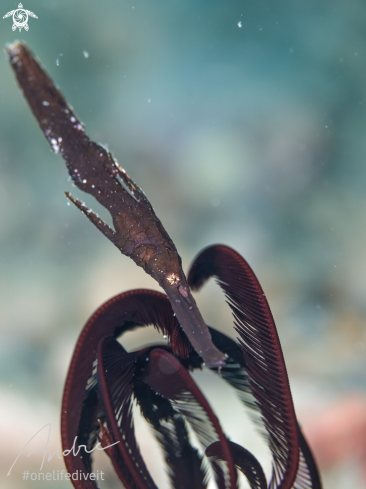 A Solenostomus cyanopterus | Robust pipefish