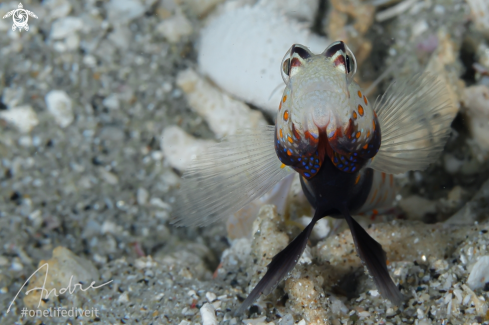 A Amblyeleotris guttata  | Shrimp goby