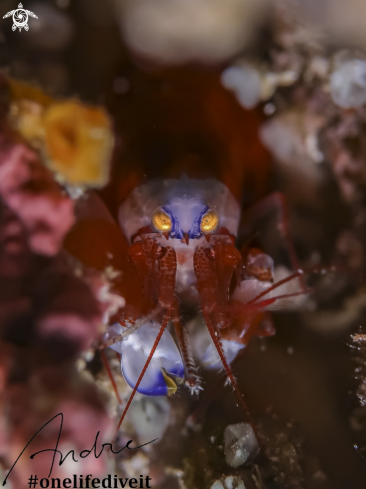 A Synalpheus modestus  | Snapping Shrimp