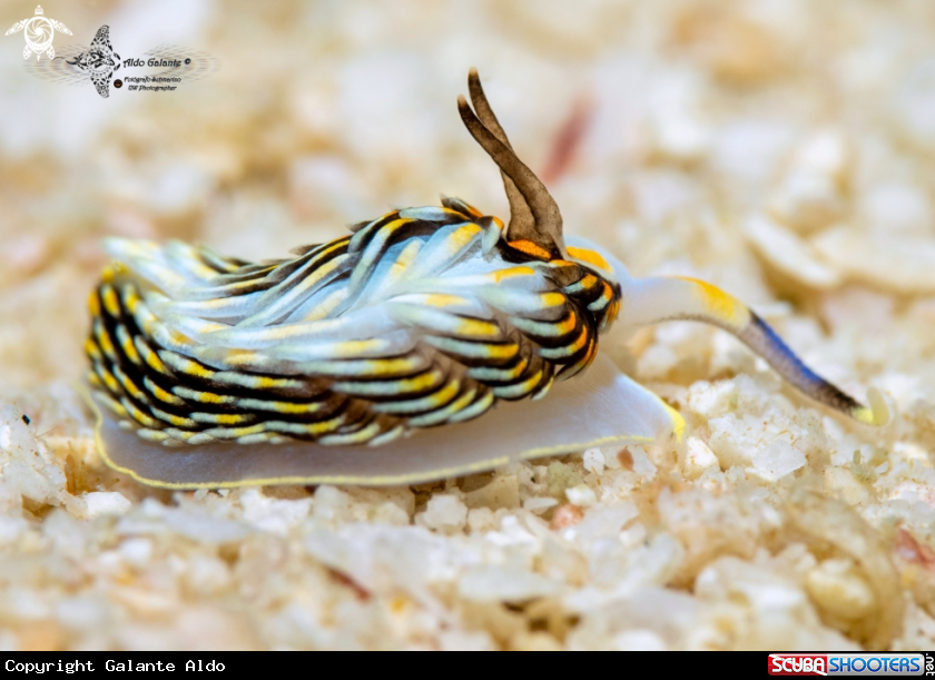 Super Tiny Seaslug