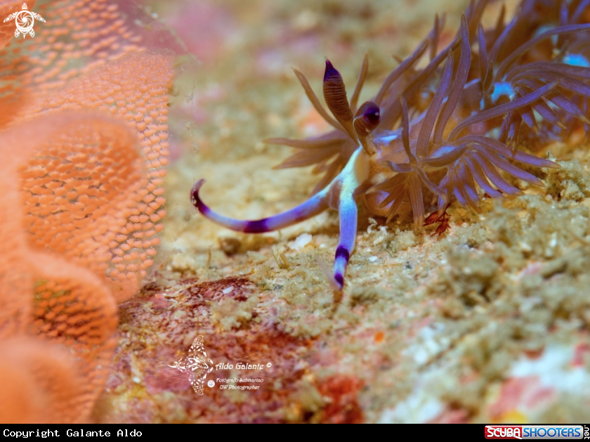 Tiny Blue Dragon with Nudibranch Eegs