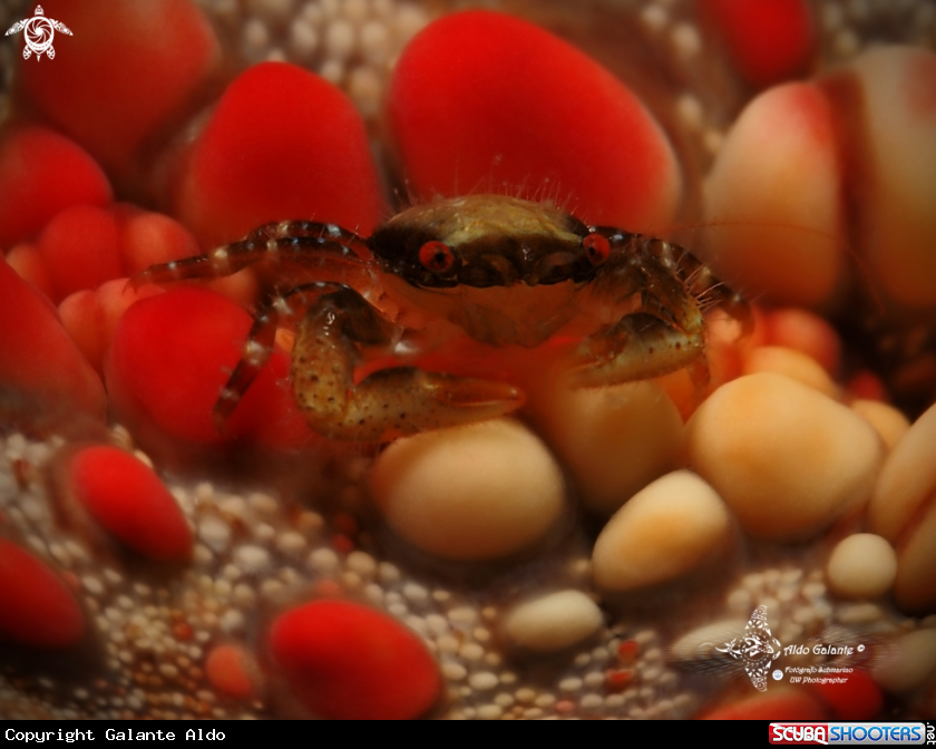 Super tiny Crab on Starfish