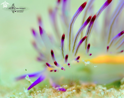 A Flabellina Nudibranch