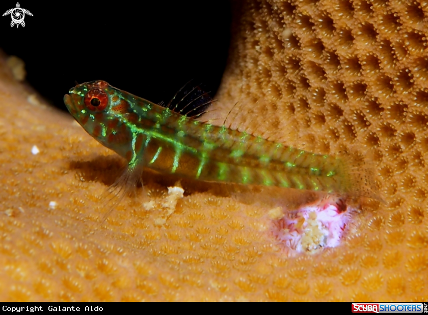 Fluo Green Goby