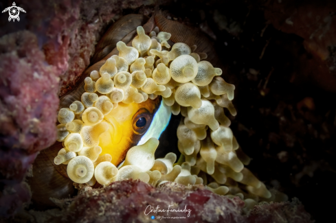 A Amphiprion clarkii  |  Clark's anemonefish - Clownfish