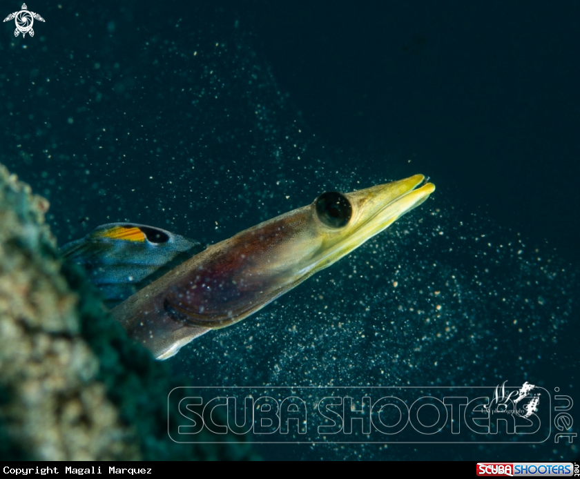 Pikeblenny with Retra LSD 