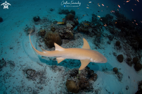 A Nebrius ferrugineus | Nurse shark