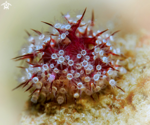 A Sea Urchin?