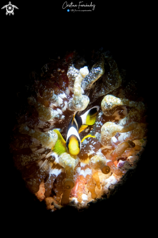 A Amphiprion clarkii (junvenile) | Anemonefish