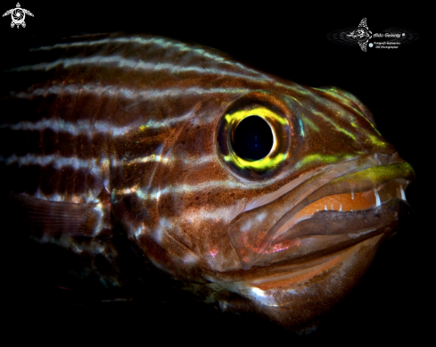 A Cheilodipterus macrodon (Lacepède, 1802) | Large Toothed Cardinalfish