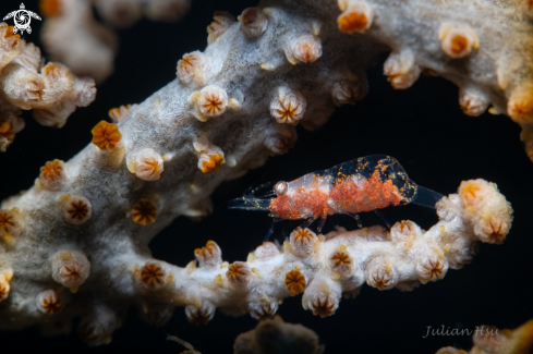 A Hamodactylus boschmai | Gorgonian shrimp