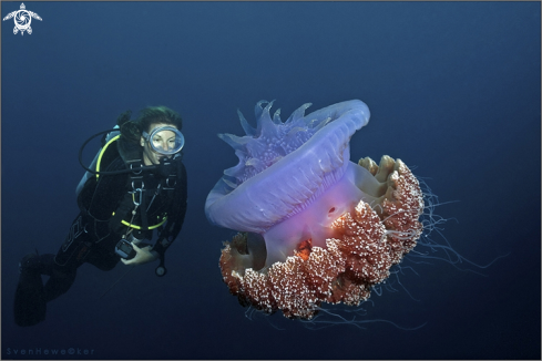 A Homo sapiens, Coronatae | diver with crown jellyfish