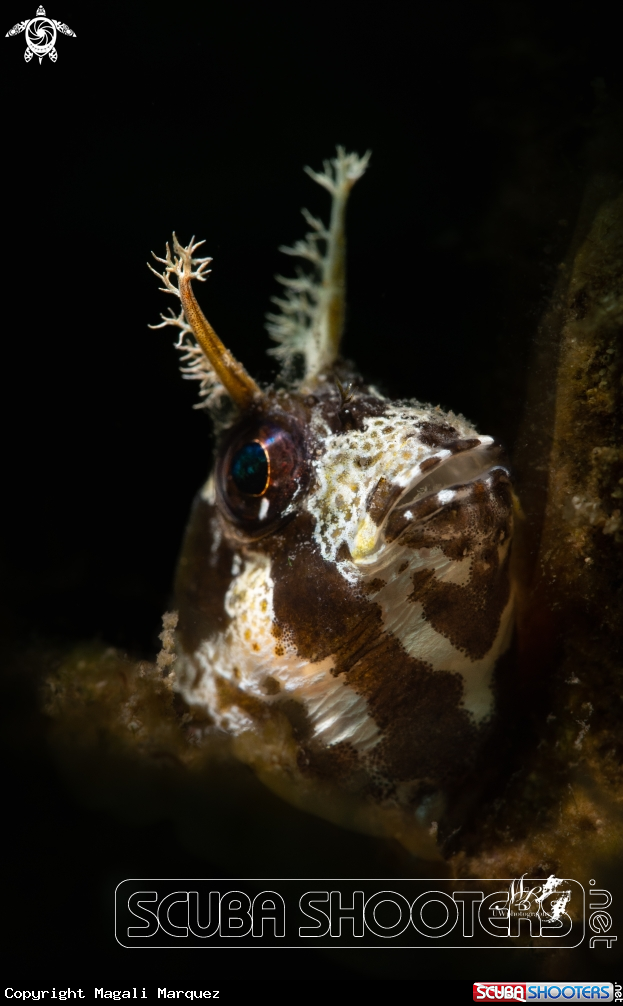 Portrait Longhorn Blenny  with Marelux SOFT snoot 