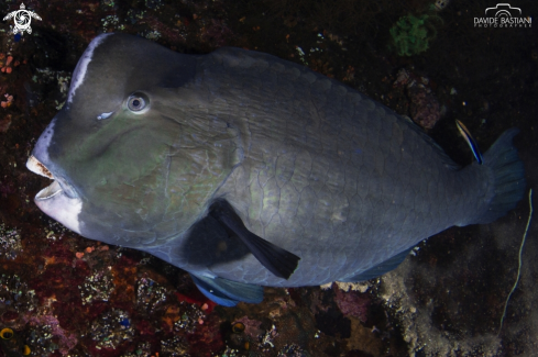 A Bolbometopon muricatum | Green humphead parrotfish