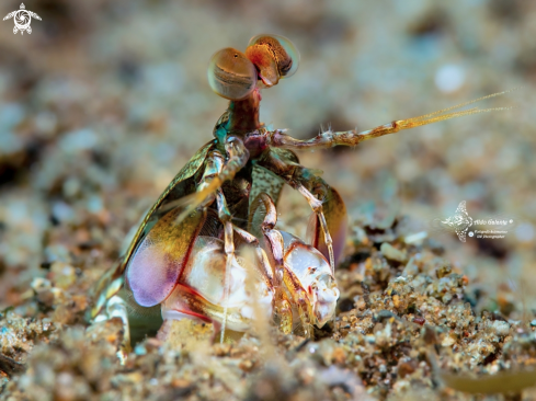 A Odontodactylus latirostris (Borradaile, 1907) | Mantis Shrimp