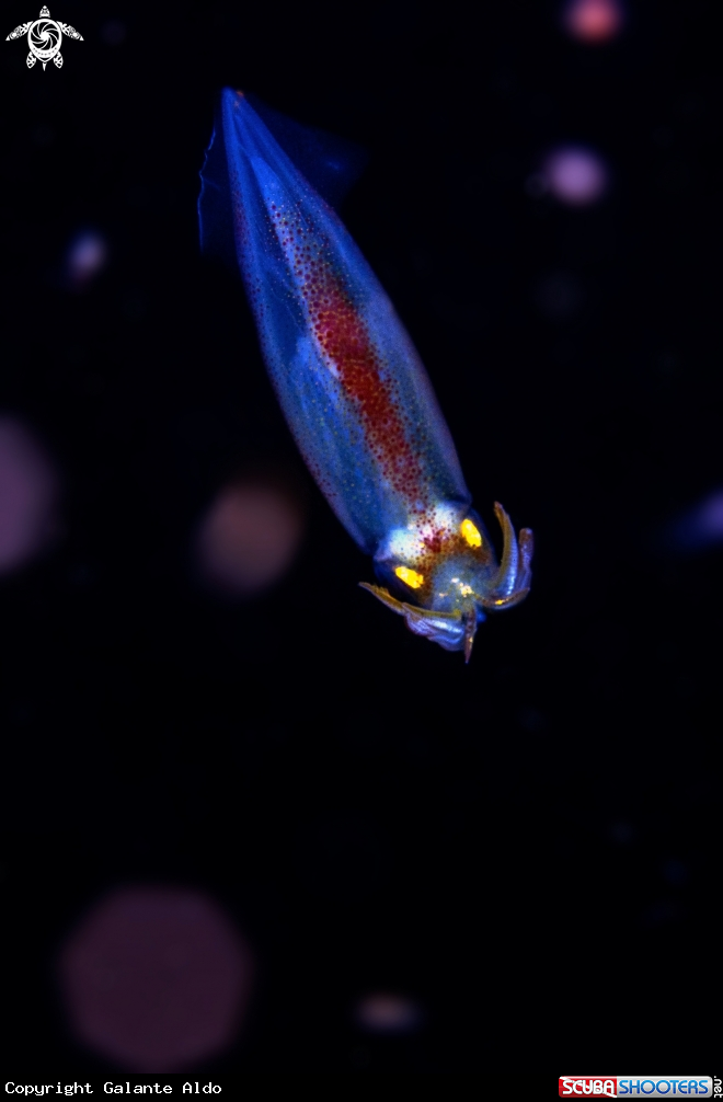 Tiny Squid