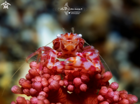 A Lissoporcellana nakasonei on Diminovula culmen  | Crab - Soft Coral