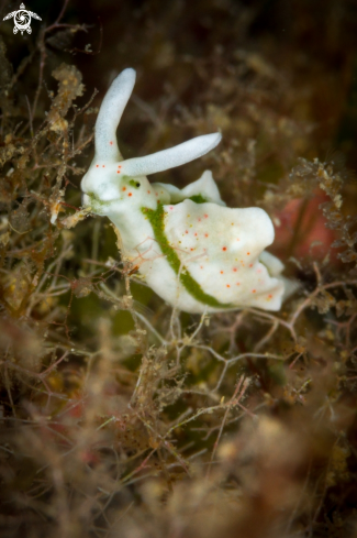A Elysia timida nudibranch | Elysia timida nudibranch