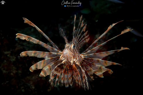 A Pterois volantis | Lionfish