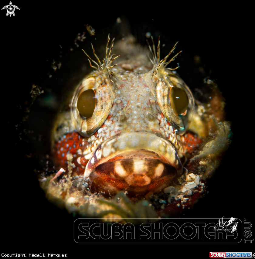 Portrait Blenny with Marelux SOFT 