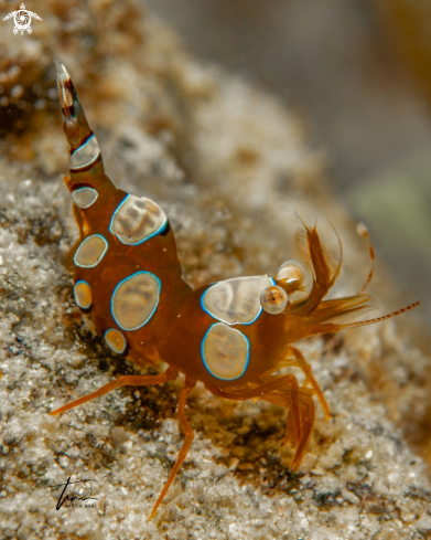 A Thor amboinensis | Anemone Squat Shrimp