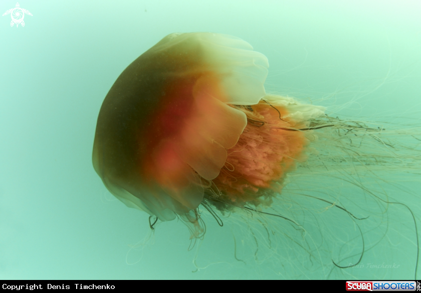 Giant jellyfish Cyanea capillata.