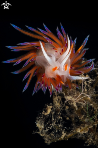 A Cratena peregrina | Cratena nudibranch mating