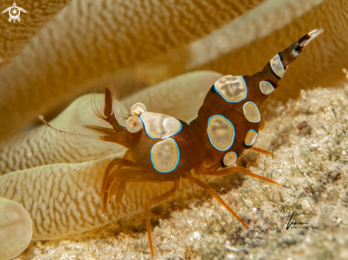 A Thor amboinensis | Anemone Squat Shrimp